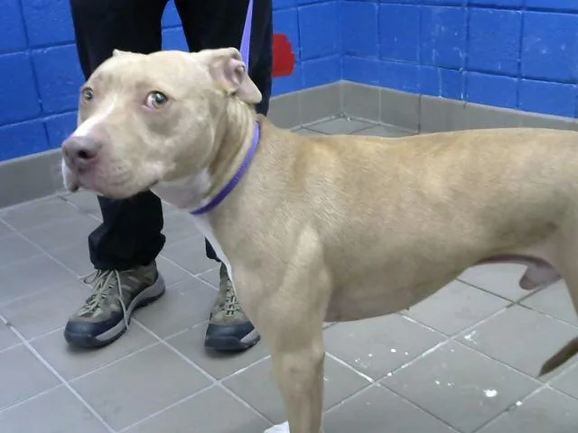 A young medium-sized male Pit Bull Terrier dog named Mikey for adoption in Albuquerque, NM