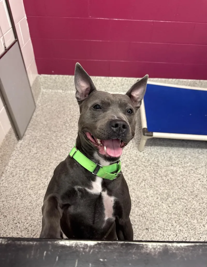 Cranberry thumbnail 3