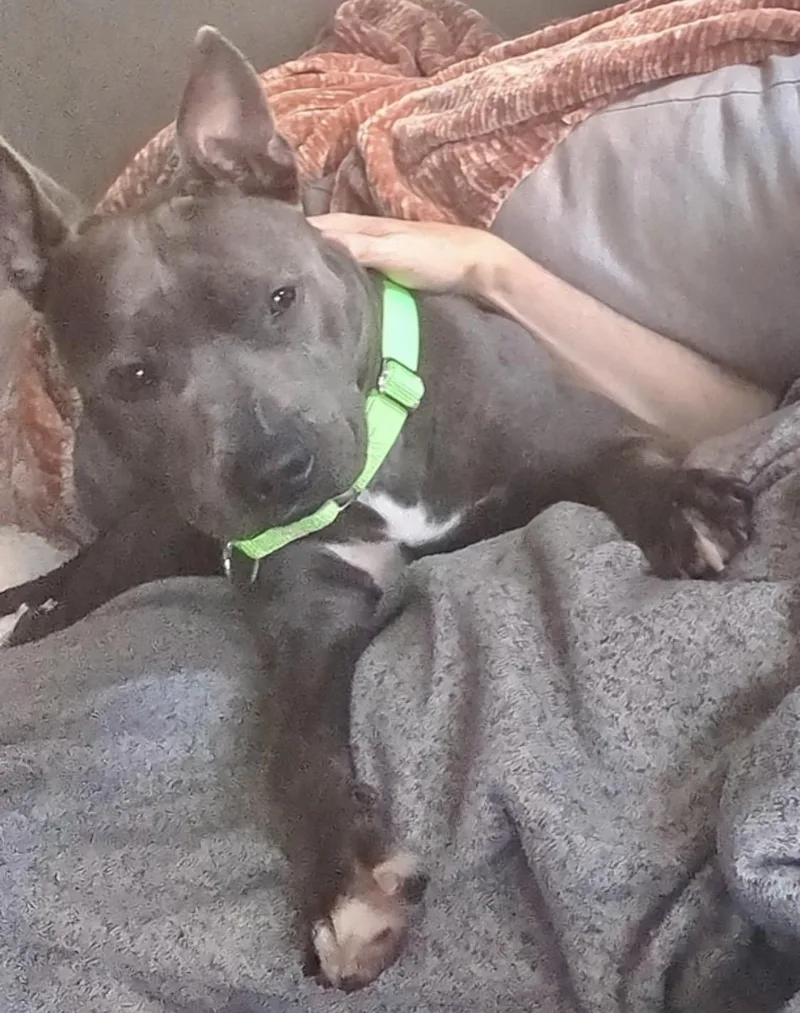 Cranberry thumbnail 4