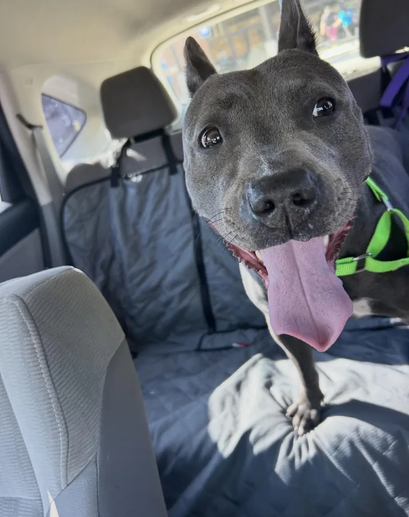 Cranberry thumbnail 6