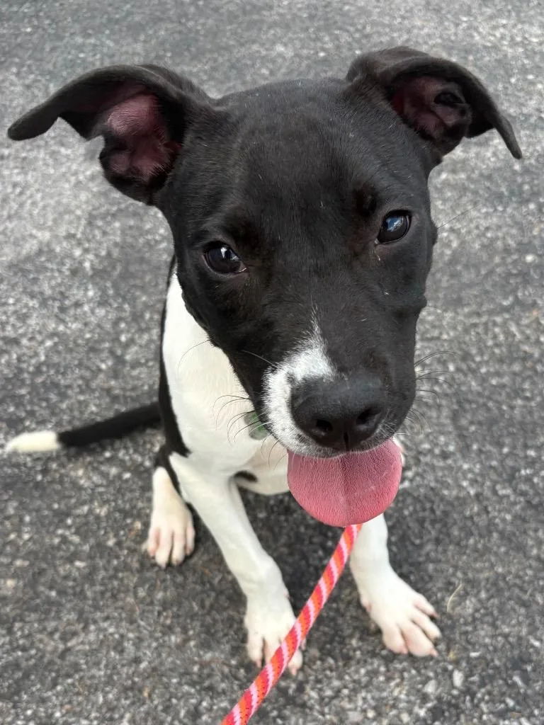 A baby extra large-sized male Terrier dog named Micah for adoption in North Syracuse, NY