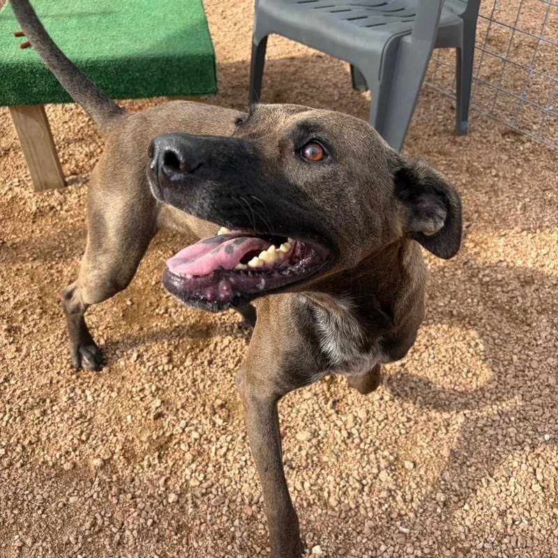 An adult large-sized male Gray / Blue / Silver Mixed Breed dog named Mango KCAC . for adoption in Kerrville, TX