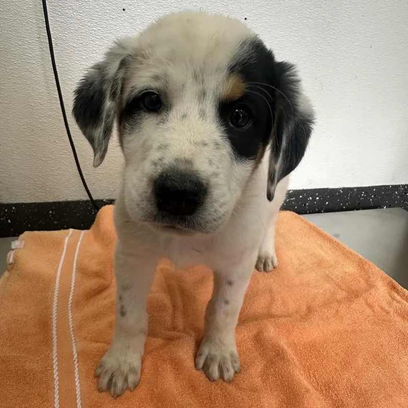 A young large-sized male White / Cream Mixed Breed dog named Pepper Spot for adoption in Columbiana, AL