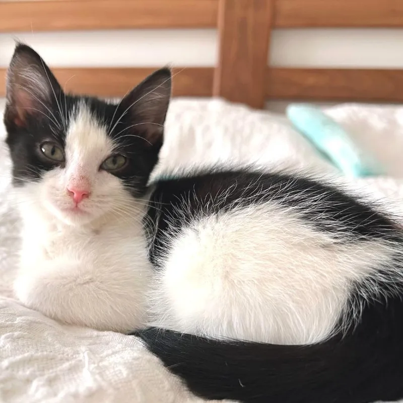 A baby small-sized female Domestic Short Hair cat named Hermione for adoption in Cumming, GA