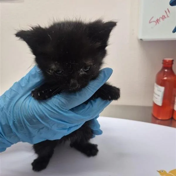A baby small-sized female Black Domestic Short Hair cat named Chilly for adoption in Tacoma, WA