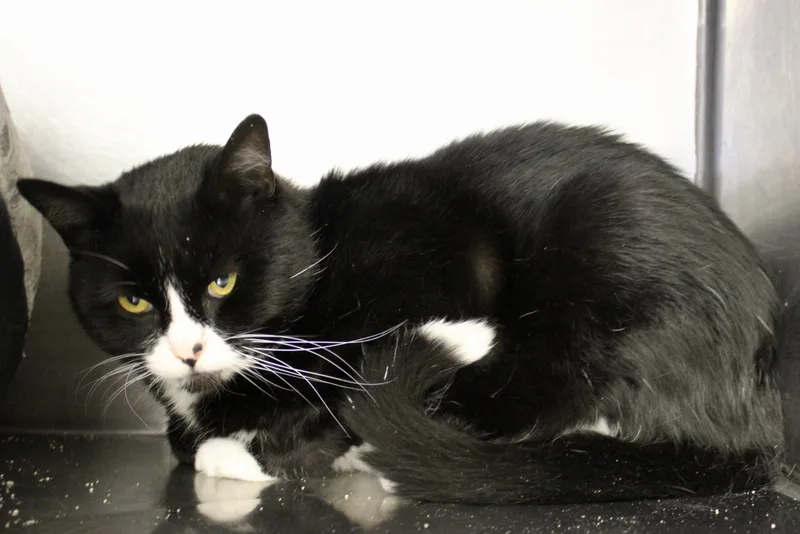 A senior large-sized male Black & White / Tuxedo Domestic Short Hair cat named Dipsy for adoption in Brazil, IN