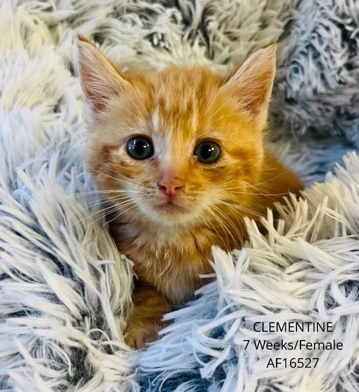 A young medium-sized female Domestic Short Hair cat named Clementine for adoption in Supply, NC