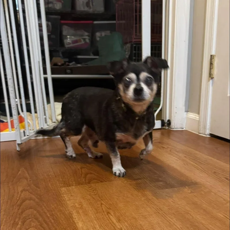 A senior small-sized male Black Chihuahua dog named Shadow for adoption in Rockville, MD