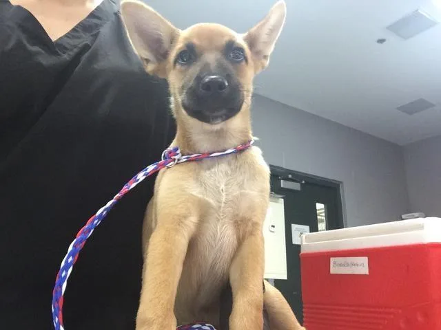 A baby small-sized male German Shepherd Dog dog named A for adoption in Thousand Palms, CA