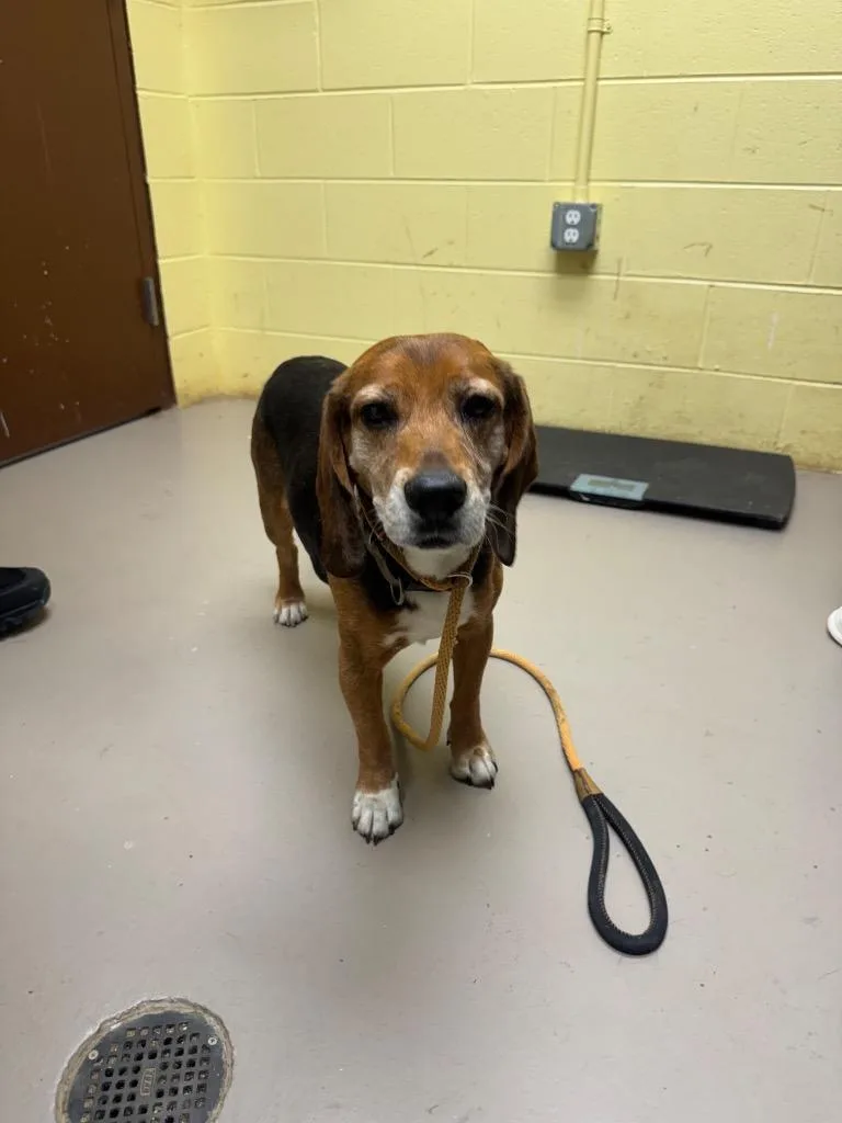 An adult medium-sized male Beagle dog named Leroy for adoption in Crossville, TN