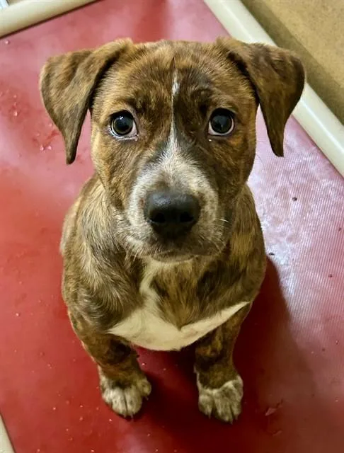 A baby small-sized female Pit Bull Terrier dog named Nova for adoption in Sacramento, CA