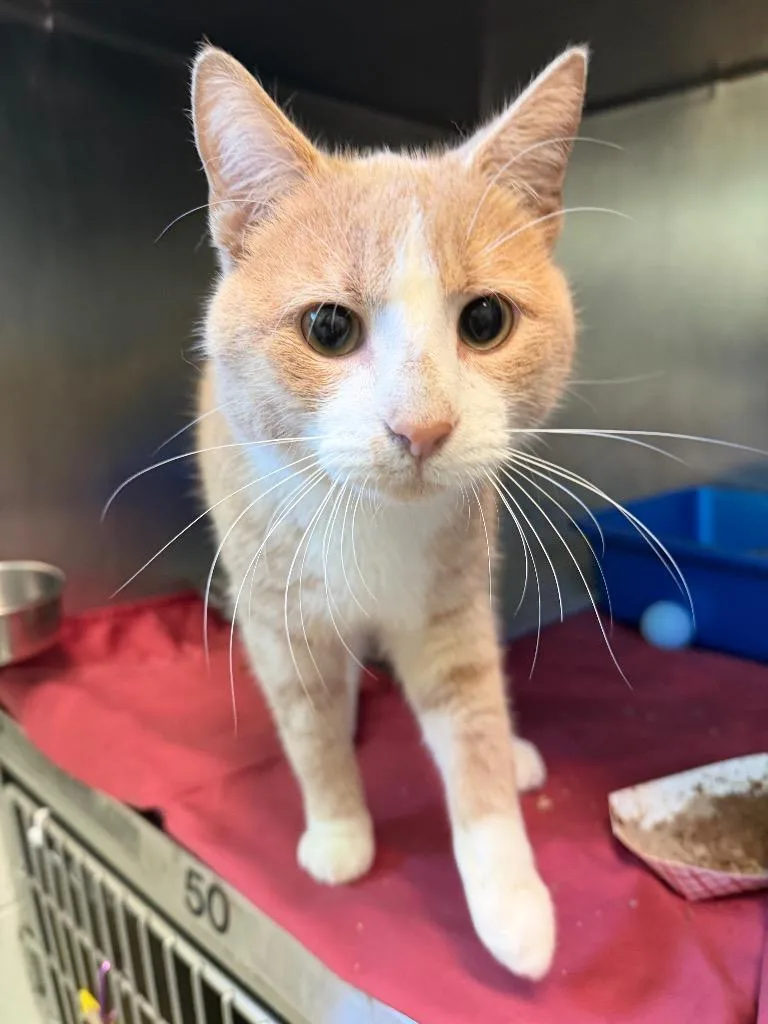 A young medium-sized male Domestic Short Hair cat named Shep for adoption in Pomona, NY
