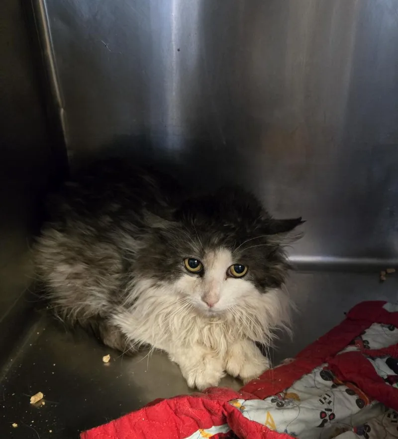 An adult medium-sized male Domestic Long Hair cat named Muppet Cobb for adoption in Windsor, CT