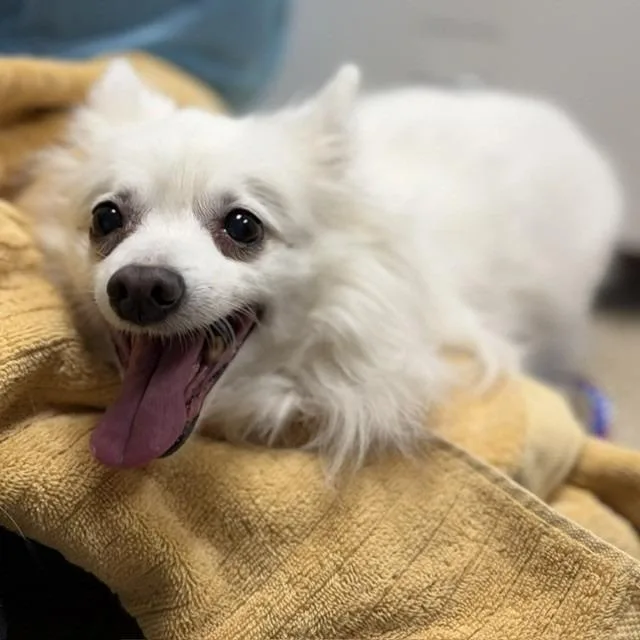 A senior medium-sized female White / Cream American Eskimo Dog dog named Sorbet for adoption in Bullhead City, AZ