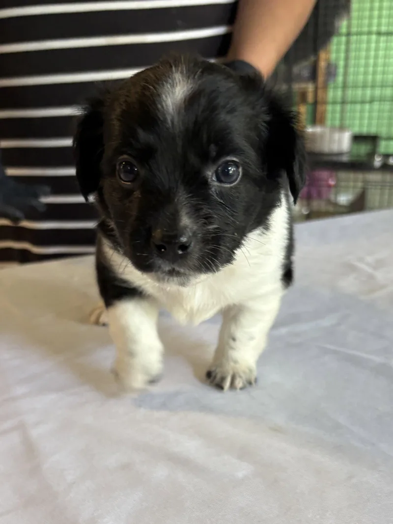 A baby small-sized male Chihuahua dog named Sunny for adoption in Margate, FL