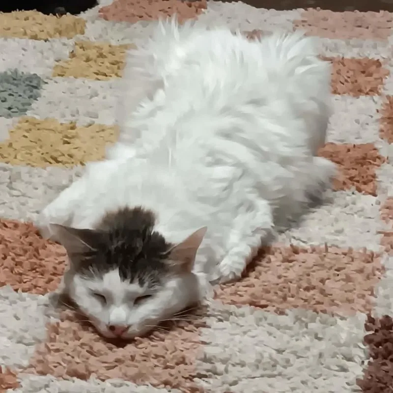 An adult medium-sized male Domestic Long Hair cat named Robin for adoption in mount vernon, AR