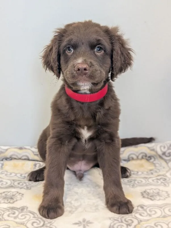 A baby small-sized male Brown / Chocolate Boykin Spaniel dog named Ed for adoption in Aiken, SC