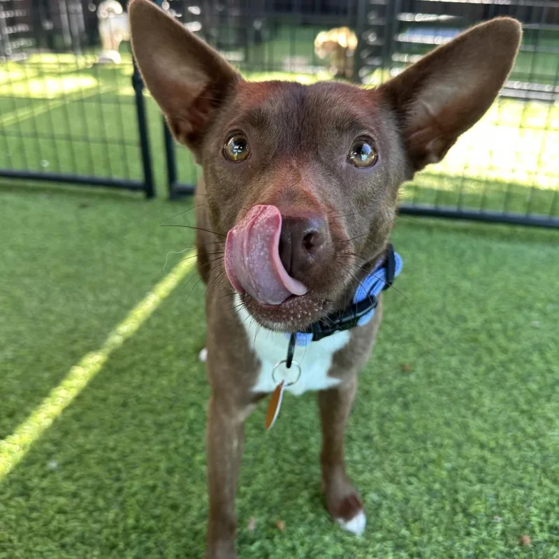 An adult small-sized female Brown / Chocolate Rat Terrier dog named Mystery for adoption in Tampa, FL