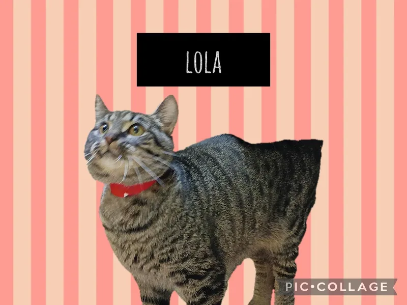 An adult medium-sized female Domestic Short Hair cat named Lola for adoption in Muncie, IN