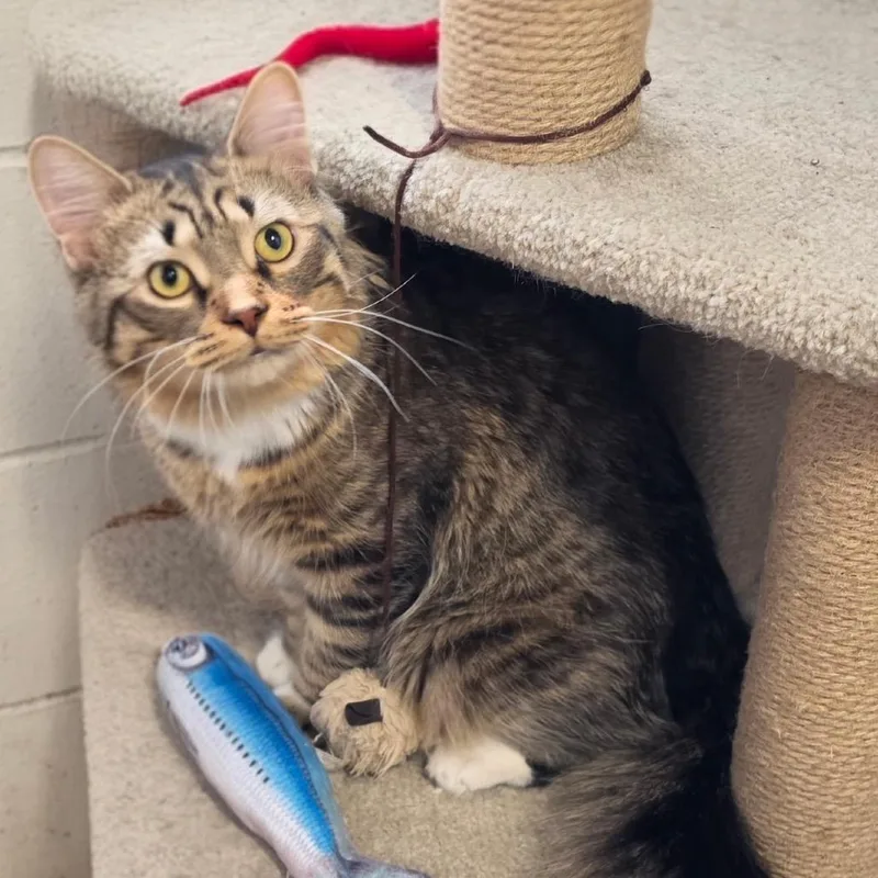 A young large-sized male Brown / Chocolate Domestic Long Hair cat named Bjorn for adoption in Naperville, IL