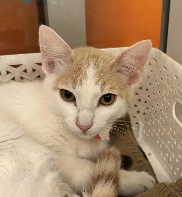 A young small-sized female Domestic Short Hair cat named Mango for adoption in Golden, CO