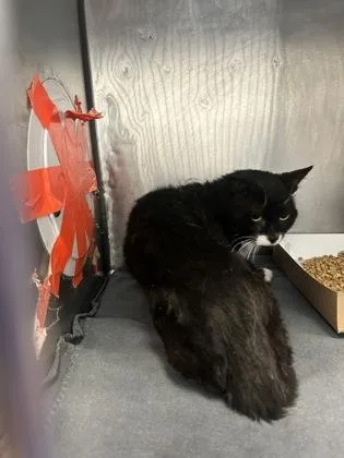 An adult medium-sized male Black Domestic Short Hair cat named Killgore for adoption in El Paso, TX