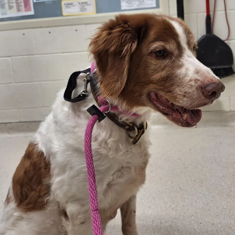 A senior medium-sized male Red / Chestnut / Orange Brittany Spaniel dog named Boomer for adoption in Murray, UT