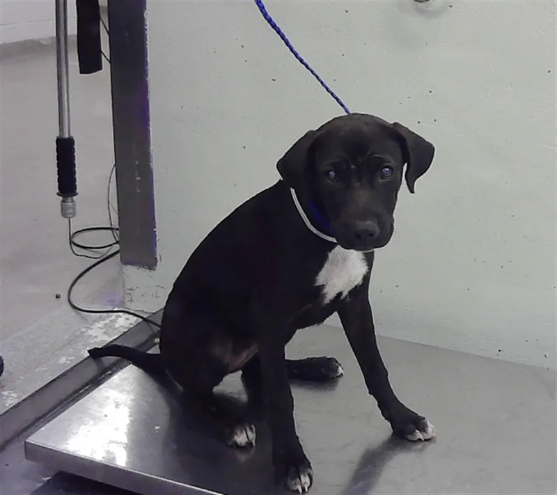 A baby small-sized female Staffordshire Bull Terrier dog named Roxie for adoption in Houston, TX
