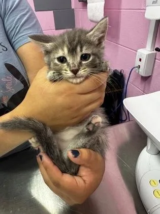 A young small-sized female Domestic Short Hair cat named Windex for adoption in Columbus, IN