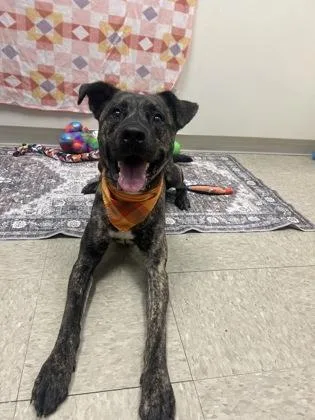 A young medium-sized male Brindle Mixed Breed dog named Artie for adoption in Hamilton, OH