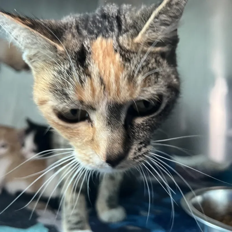An adult medium-sized female Torbie Domestic Short Hair cat named Solar for adoption in Matteson, IL