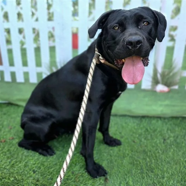 A young large-sized female Cane Corso dog named Xena for adoption in Long Beach, CA