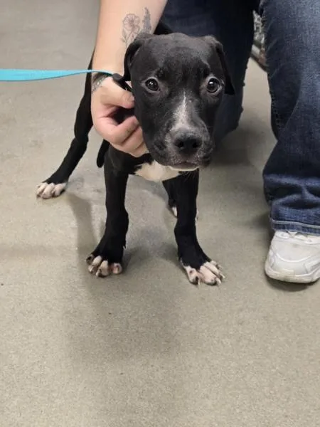 A baby medium-sized female Pit Bull Terrier dog named Utz for adoption in Millersville, MD