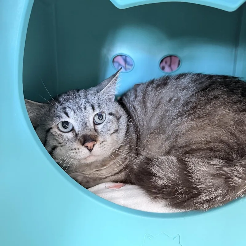 An adult large-sized male Gray / Blue / Silver Domestic Short Hair cat named Mickey for adoption in Medford, OR