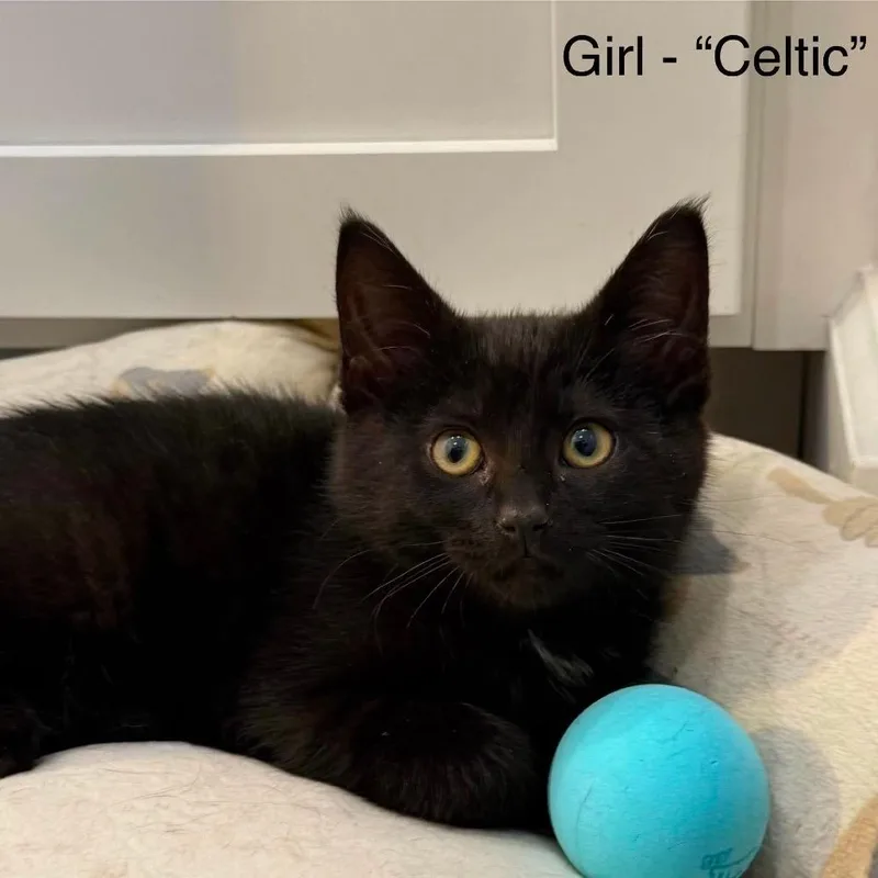 A baby small-sized female Black Domestic Short Hair cat named Celtic for adoption in Nampa, ID