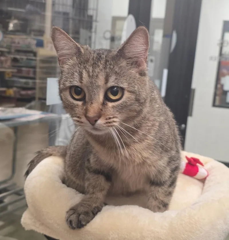 An adult medium-sized female Tabby (Brown / Chocolate) Domestic Short Hair cat named Tea Cup needs friend for adoption in Hendersonville, TN