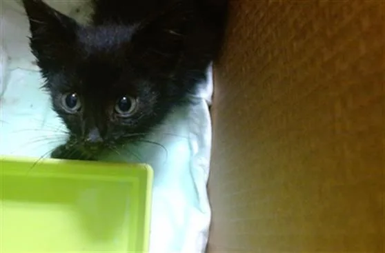 A baby small-sized male Domestic Short Hair cat named Woody for adoption in Miami, FL