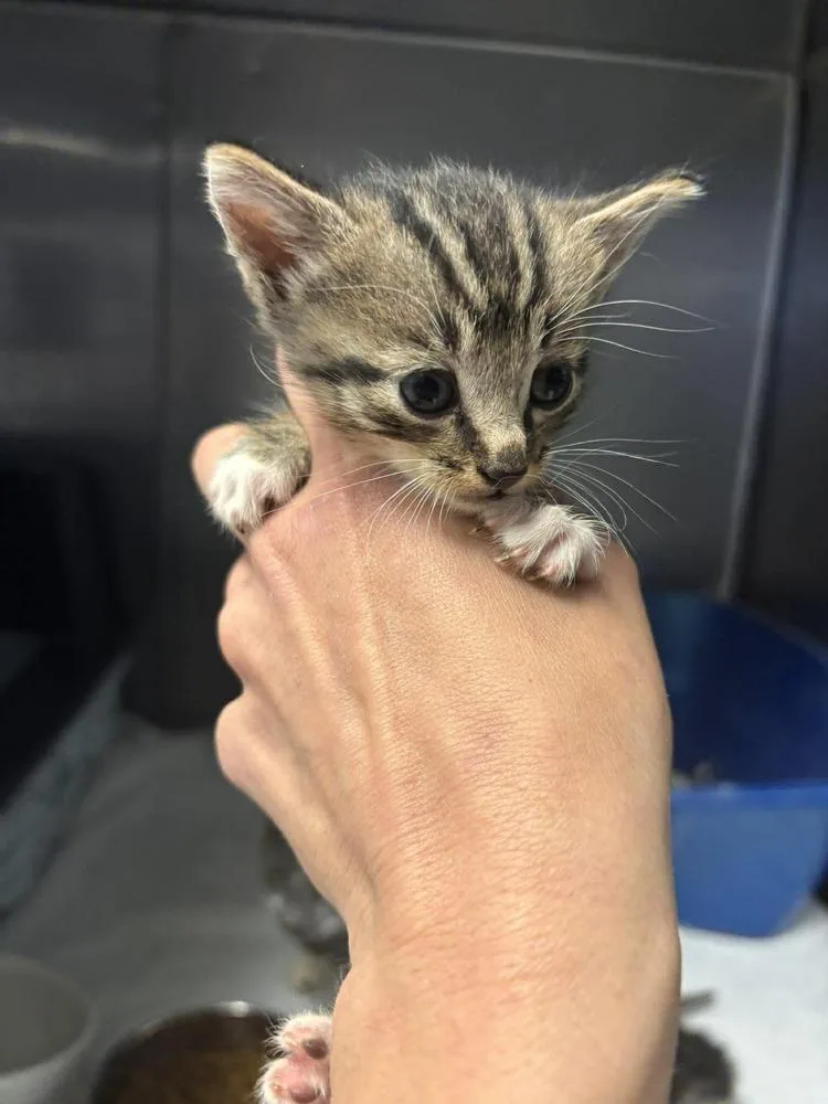 A baby small-sized male Brown / Chocolate Domestic Short Hair cat named Cheeky for adoption in Statesboro, GA
