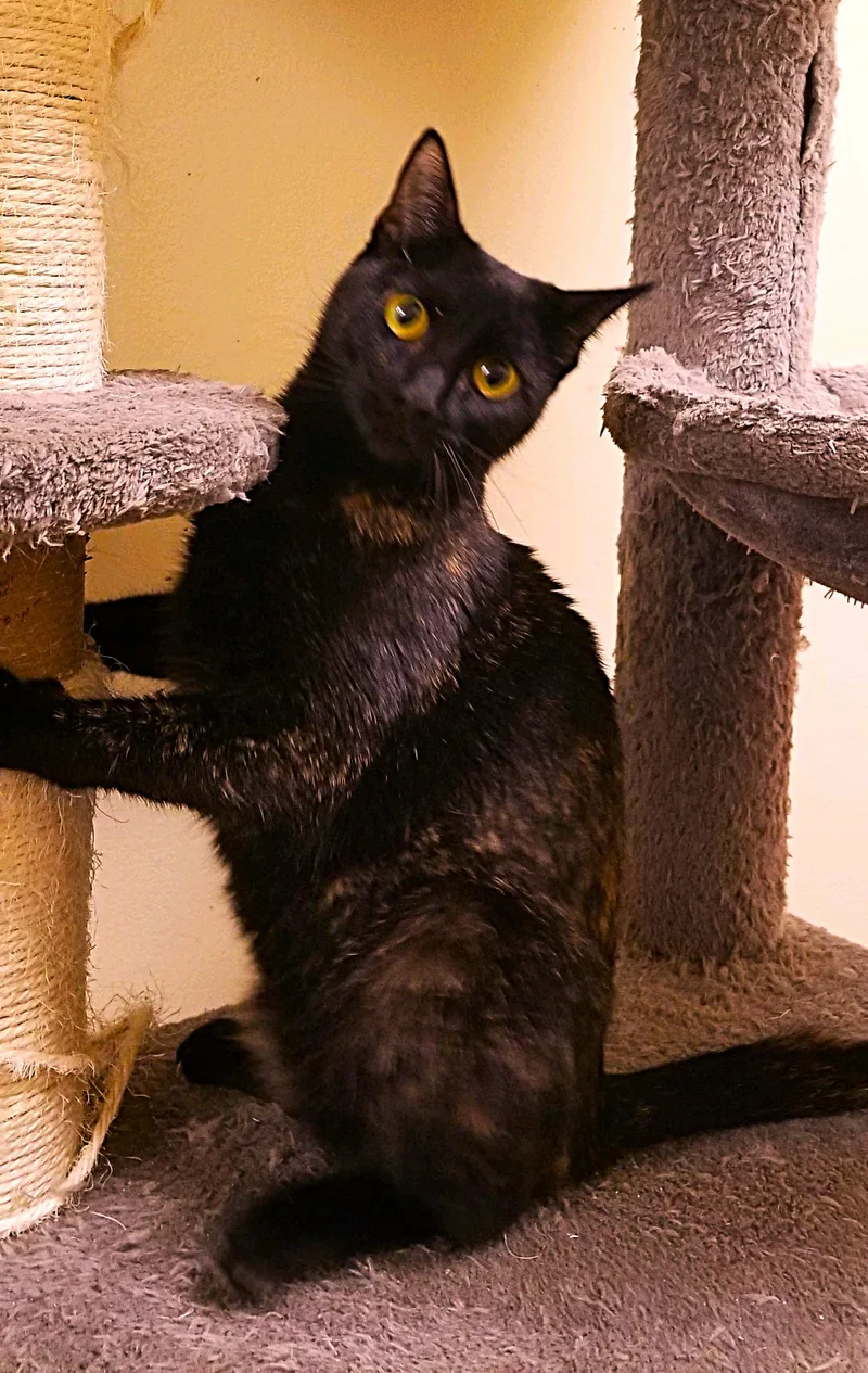 A young medium-sized female Tortoiseshell cat named Victoria for adoption in HEMET, CA