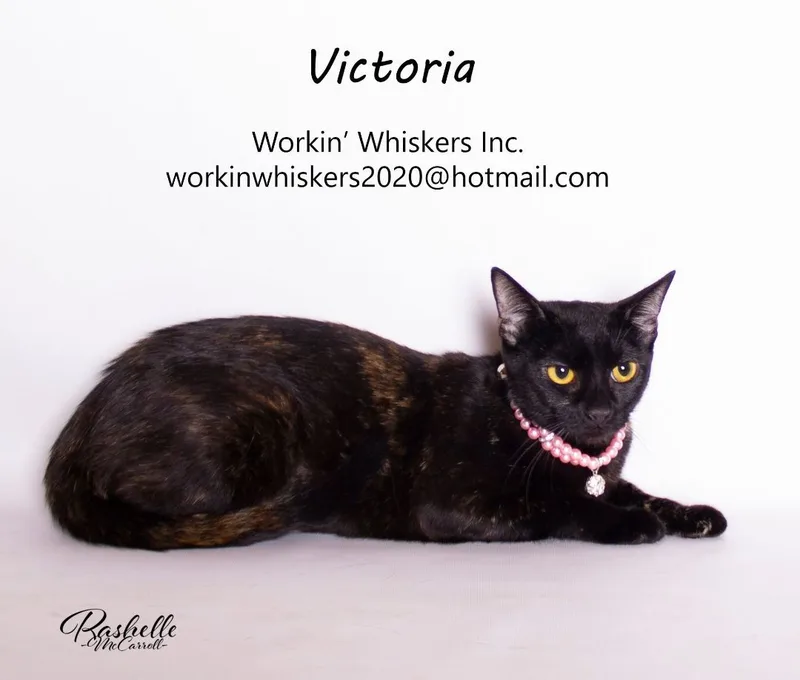 Victoria thumbnail 5