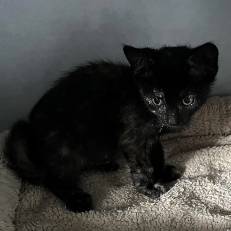 A baby small-sized female Tortoiseshell Domestic Short Hair cat named Sadie for adoption in Sarasota, FL