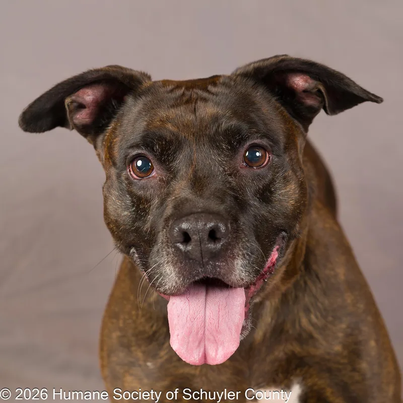 An adult medium-sized female Brindle Mixed Breed dog named Maisie for adoption in Montour Falls, NY