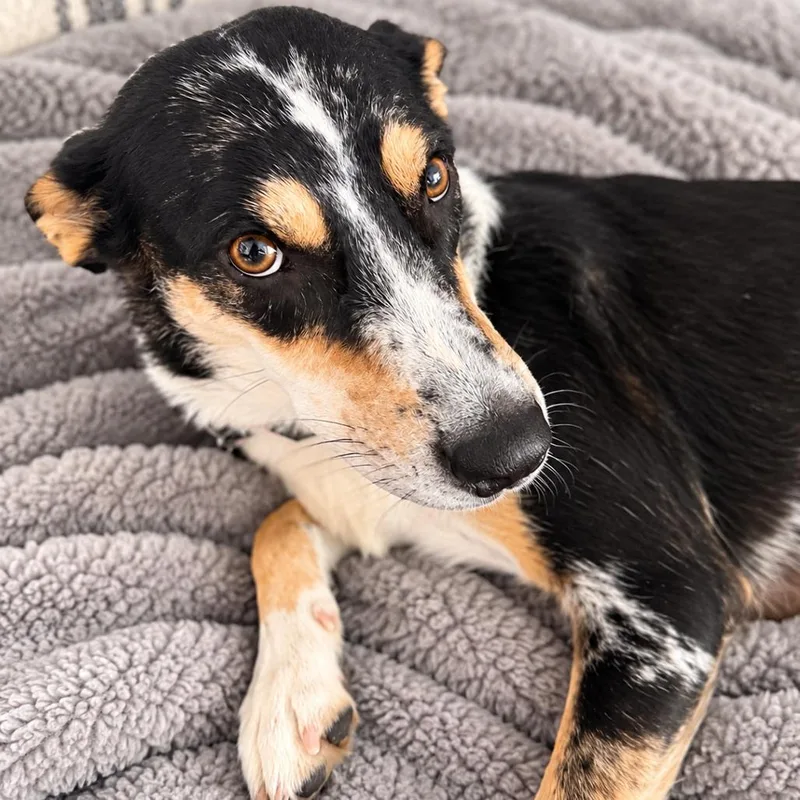 An adult medium-sized female Border Collie dog named Mable for adoption in Brownsville, TX