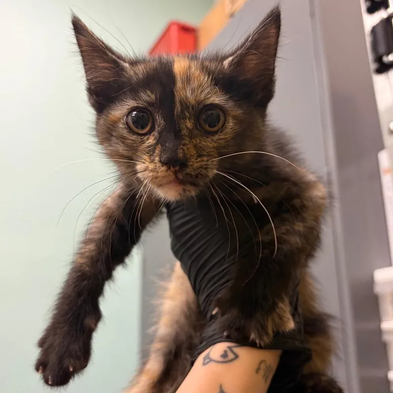 A baby small-sized female Tortoiseshell Domestic Short Hair cat named Dr. Pepper for adoption in Keizer, OR