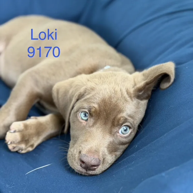A baby small-sized male Brown / Chocolate Labrador Retriever dog named Loki for adoption in Tacoma, WA