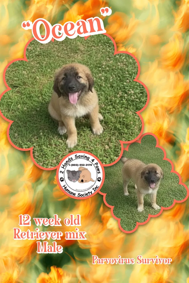 A baby medium-sized male Brown / Chocolate Retriever dog named Ocean for adoption in Thomson , GA