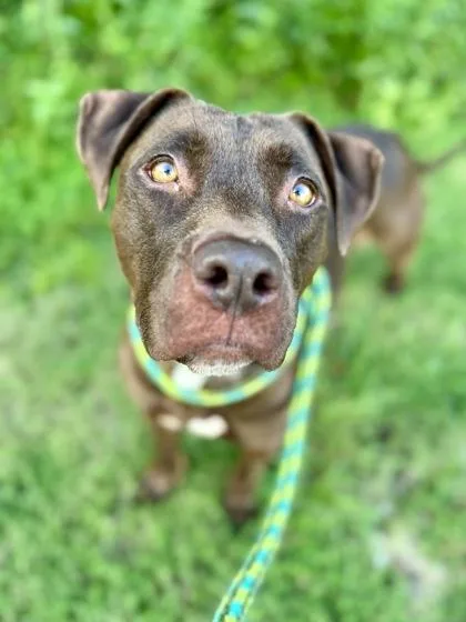 Hot Chocolate thumbnail 2