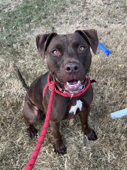 Hot Chocolate thumbnail 3