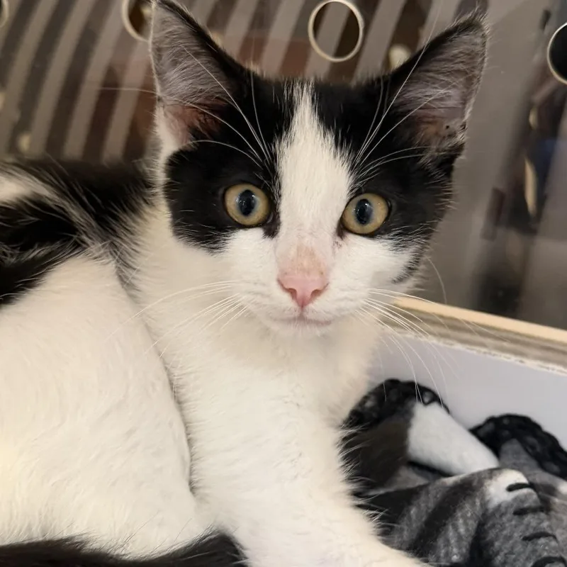 A baby small-sized male Domestic Short Hair cat named Van Dijk for adoption in Los Angeles, CA