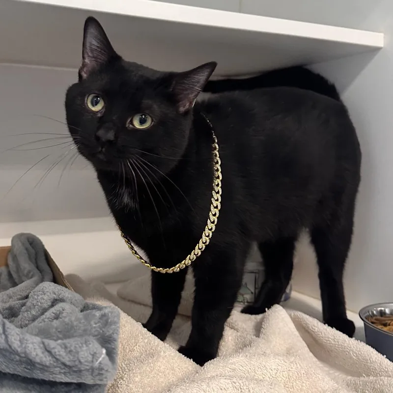 An adult large-sized male Black Domestic Short Hair cat named Bob for adoption in Greensboro, NC